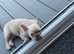 Cream Female French bulldog