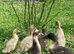 Swedish Blue hatching eggs