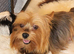 Stunning Yorkiepoos puppies available from Licensed Breeder.