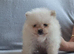 Stunning KC teddy bear Pomeranian Puppies