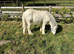 Yearling  exceptional blagdon  colt show ring quality