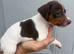 Jack Russell puppy’s for sale
