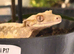 Lily white crested gecko male