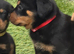 ROTTWEILER PUPPIES