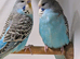Quality budgies