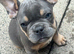 French Bulldog Puppies – 2 Girls & 1 Boy – Born 7th June