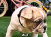 French buldog puppys
