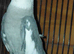Cockatiel
