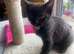 2 months plus kittens for sale