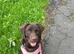 Chocolate Labrador