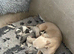 Whippet Puppies For Sale