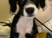 Crossbreed pups for rehoming Spaniel x patterdale x JRT