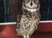 Beautiful unrelated pair of Spotted African Eagle Owls