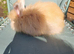 Stunning angora babys
