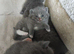 Fluffy playfull BSH kittens available