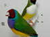 Beautiful pair of Gouldian finches