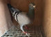 Racing pigeons