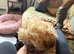 Cockapoo and shitzu mix small dog