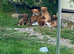 Mixed Breed Puppies