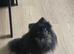 Female poms