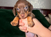 Dachshund puppies looking for their forever home