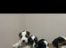 Beautiful Beagle x jack Russell puppies