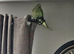 Indian ringneck parrot