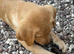 Mixed litter gold and black puppies