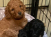 COCKAPOO PUPPIES Red & Black ready 15 August
