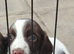 Beautiful English Springer Spaniels
