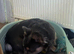 KC Registered Dog Looking for a Loving Forever Home