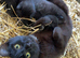 Farm kittens for sale (friendly)