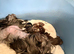 Stunning Yorkshire Terriers puppies