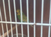 Baby budgies