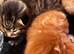 Kittens