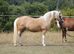 TOP QUALITY LEADREIN / FIRST RIDDEN SHOW PONY