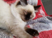 Lovely Ragdoll kittens for sale