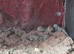 Bearded Dragon Babies Available