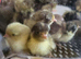 Button quail chicks