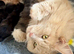 Maine Coon Kittens.. GCCF Registered and Fully Health Tested