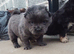 F1 Frenchchows (Frenchie x chow)