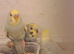 Nice lot of budgies