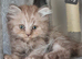 British shorthair and longhair