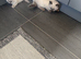 Ragdoll kittens