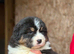 Ch Sired Australian Shepherd Puppy Female