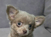 Cute chihuahua applehead
