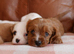 Stunning Health Tested F1b Cavapoo Puppies