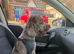 chocolate merle cockapoo