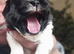 Beautiful Shihtzu Furbabies