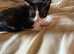 5 black and white kittens